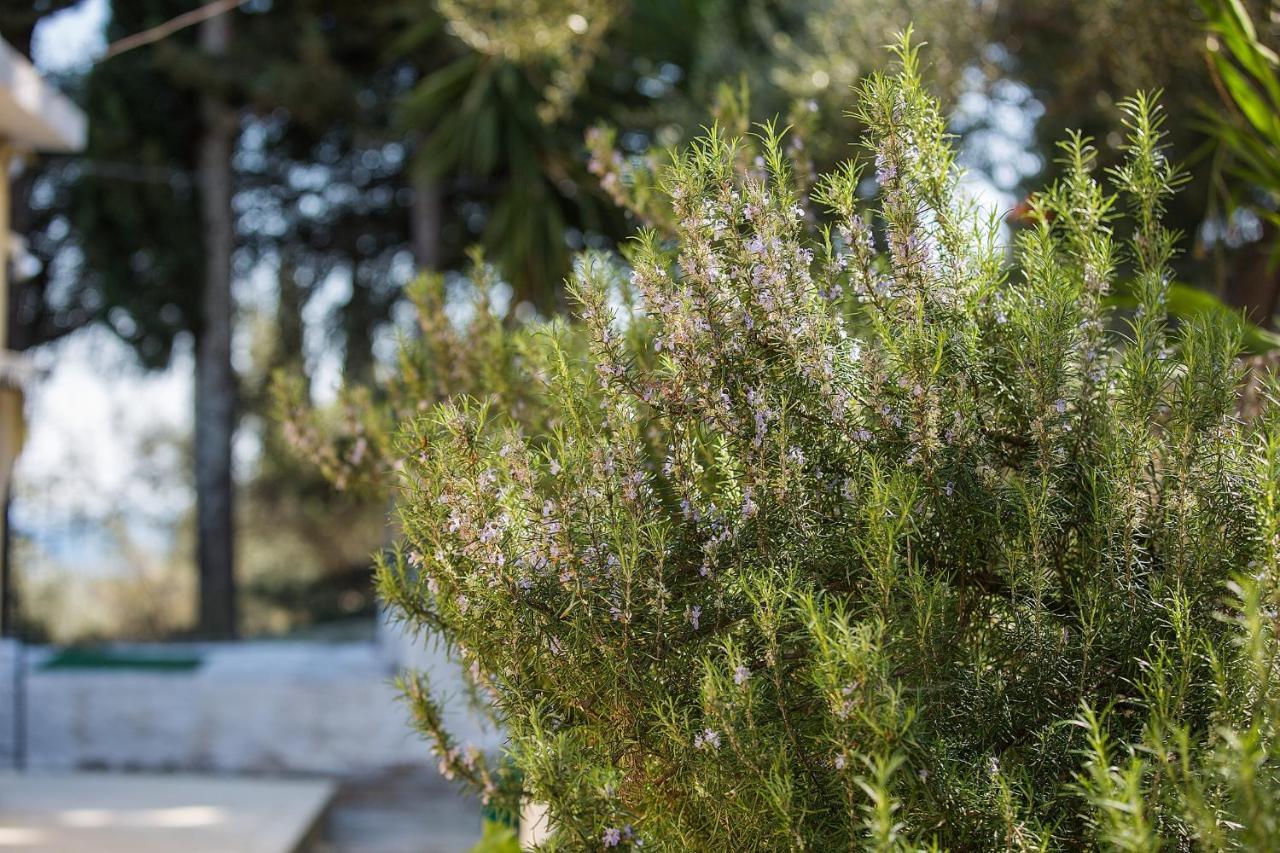 Olive Grove Poolside Apartments Benitses  Bagian luar foto